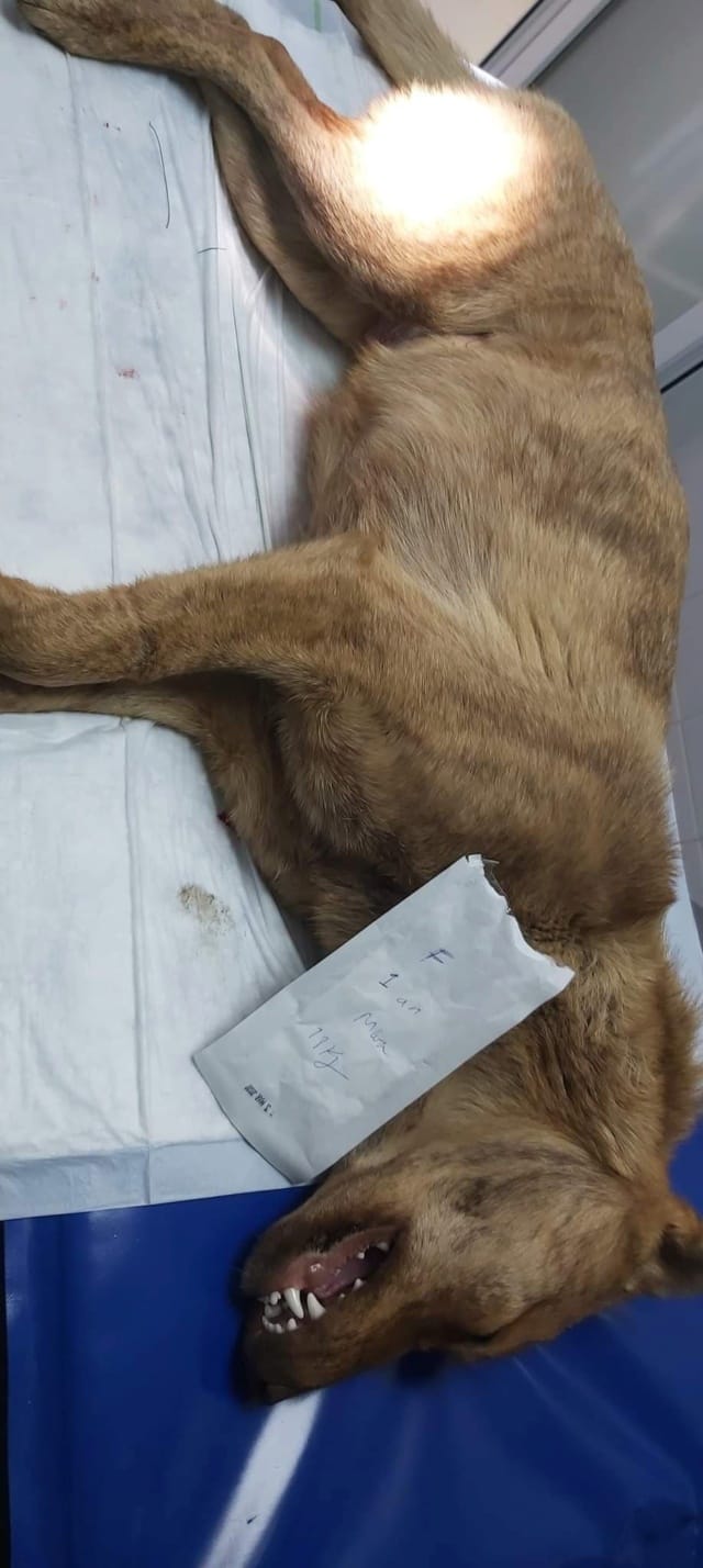 Zebra, chien à l'adoption