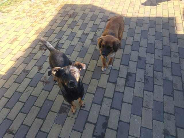 Zelia, chien à l'adoption