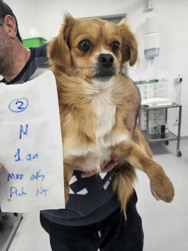 Zigoto, chien à l'adoption