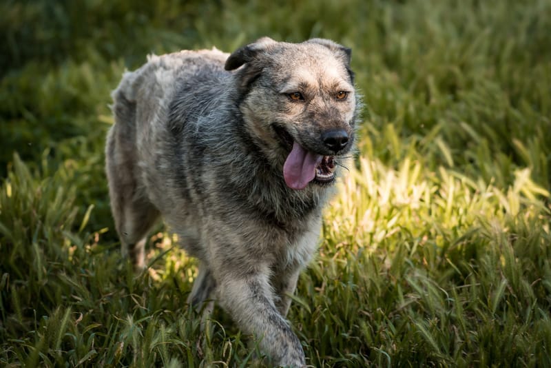 Zina, chien à l'adoption