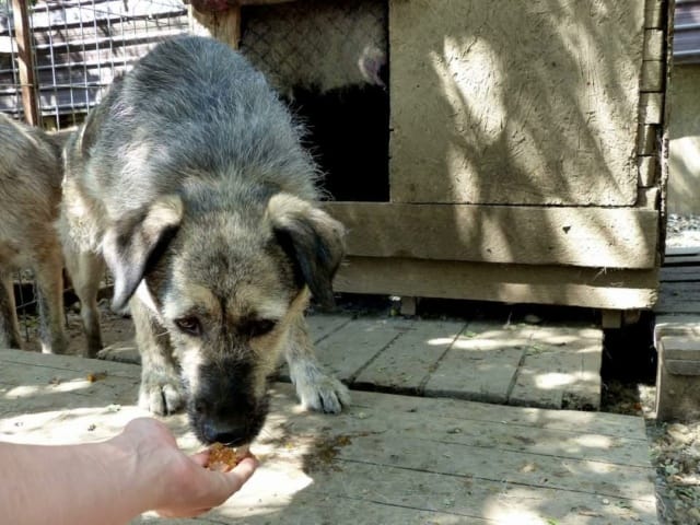 Zina, chien à l'adoption