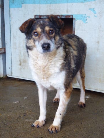 Ziva, chien à l'adoption