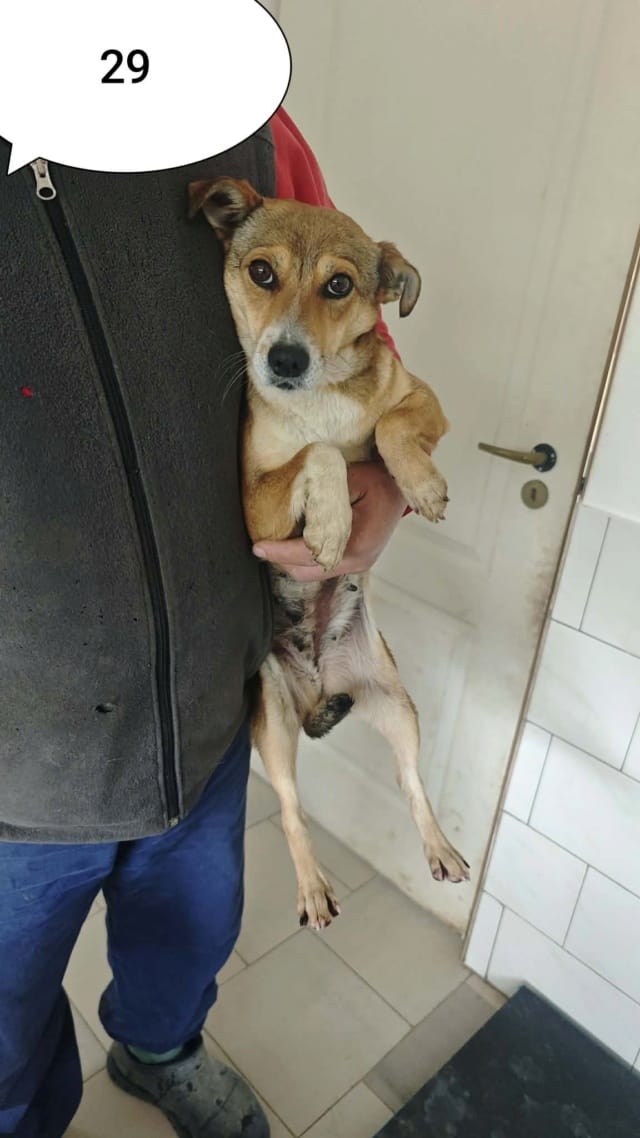 Zorya, chien à l'adoption