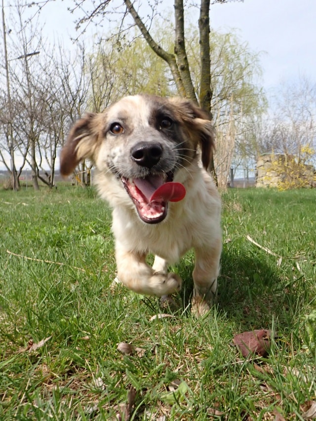 Mitchi, chien à l'adoption chez Remember Me France