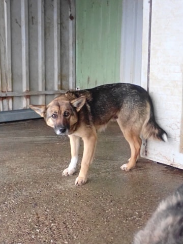 Adele, dog for adoption at Remember Me France