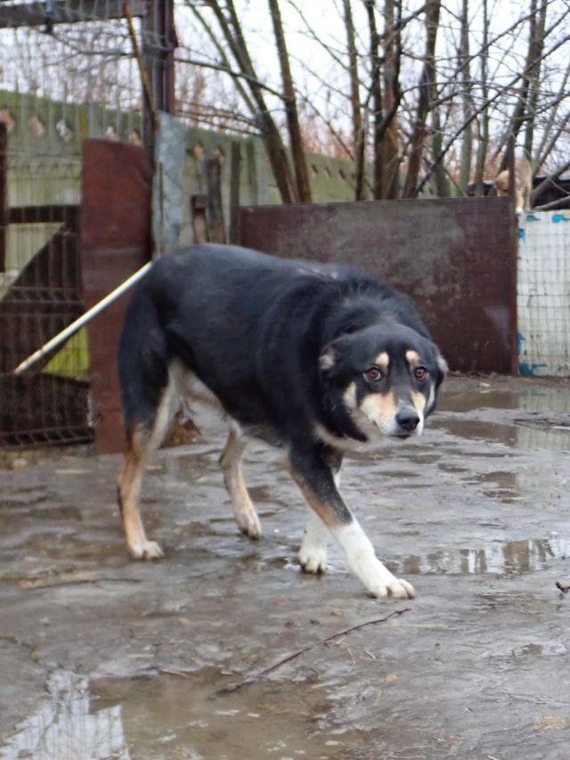 Ally, dog for adoption at Remember Me France