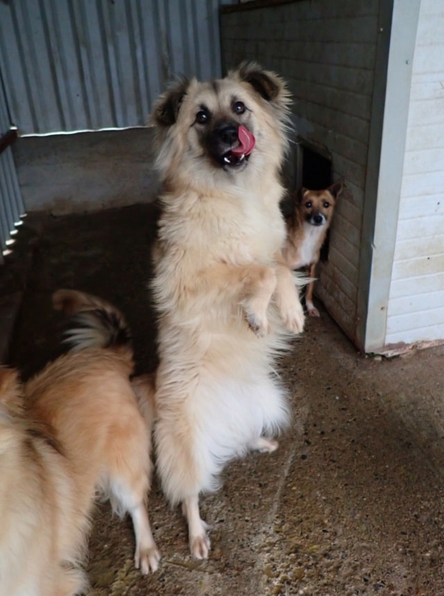 Amanda, dog for adoption at Remember Me France
