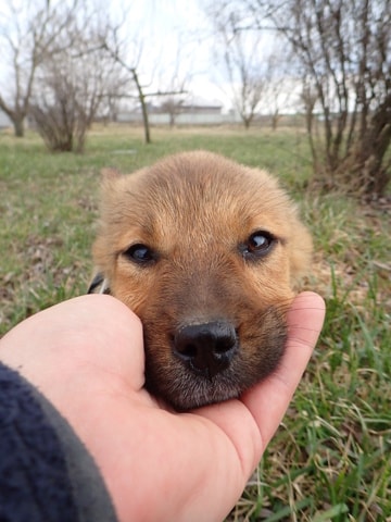 Amelia, chien à l'adoption chez Remember Me France