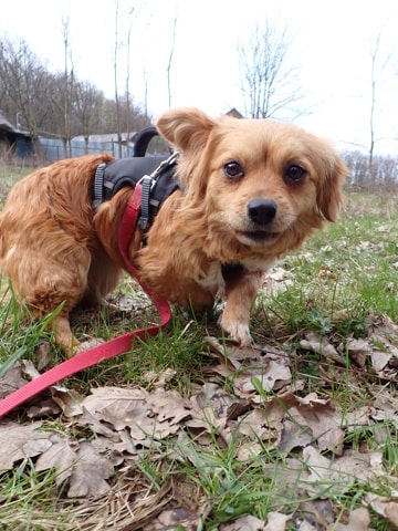 Ancolie, a dog rescued by Remember Me France