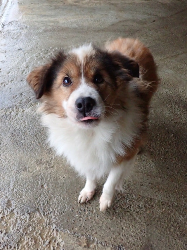 Anhour, dog for adoption at Remember Me France