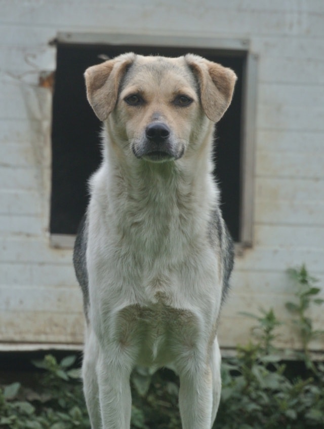 Apaloosa, dog for adoption at Remember Me France