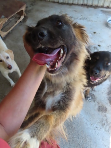 Arzhel, chien à l'adoption chez Remember Me France