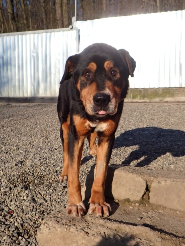 Attikus, dog for adoption at Remember Me France