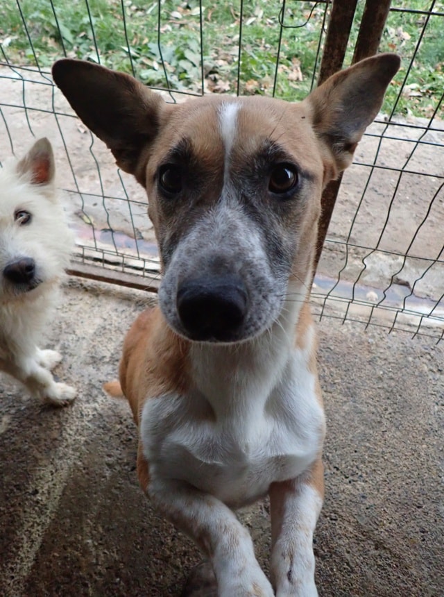 Babka, chien à l'adoption chez Remember Me France