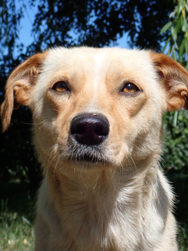 Baklava, dog for adoption at Remember Me France
