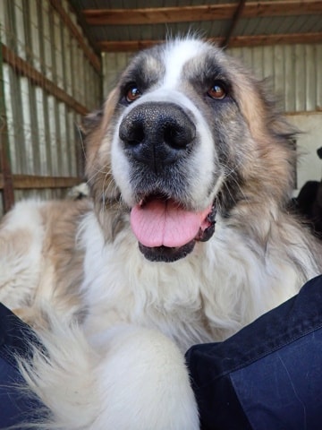 Beethoven, dog for adoption at Remember Me France