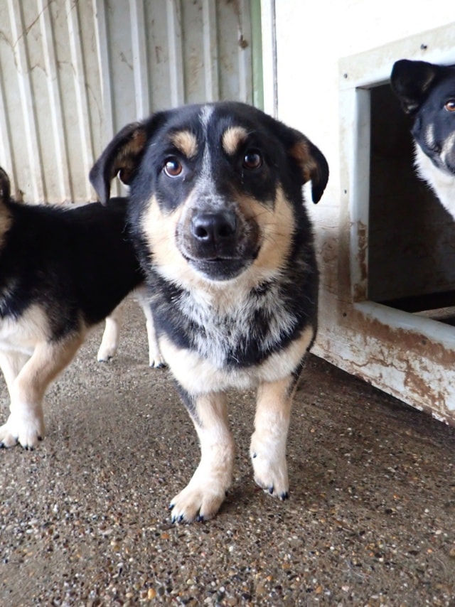 Bellini, dog for adoption at Remember Me France