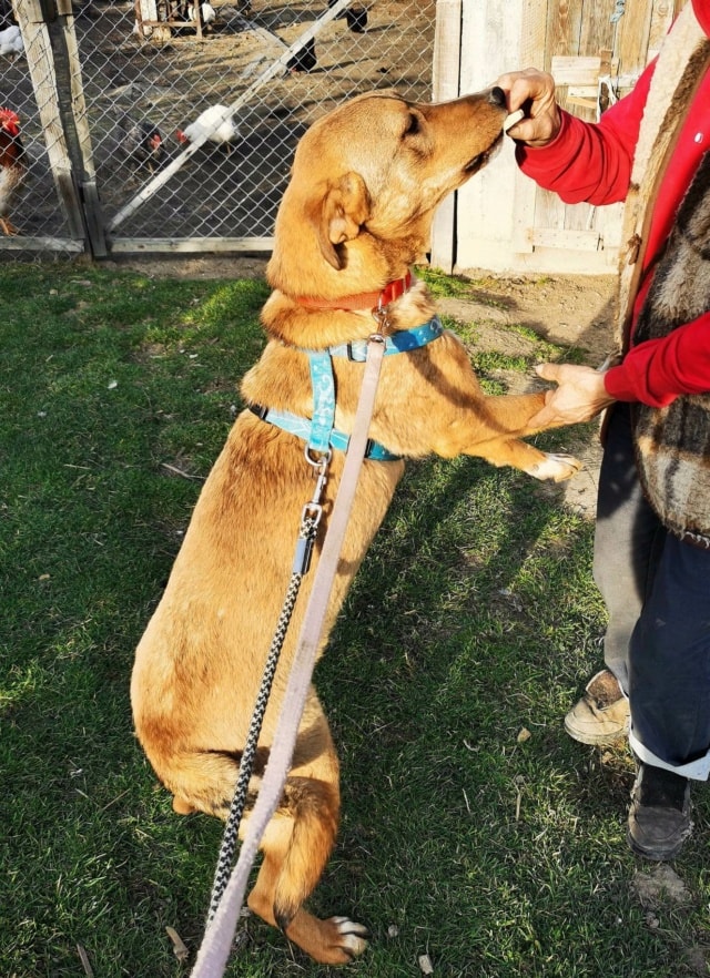 Beni, dog for adoption at Remember Me France