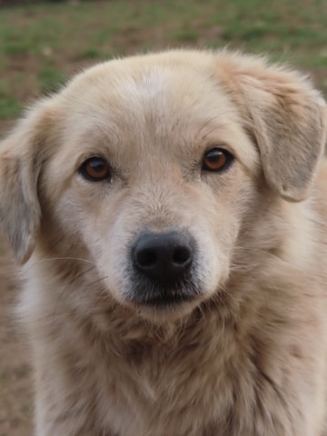 Benjamine, dog for adoption at Remember Me France