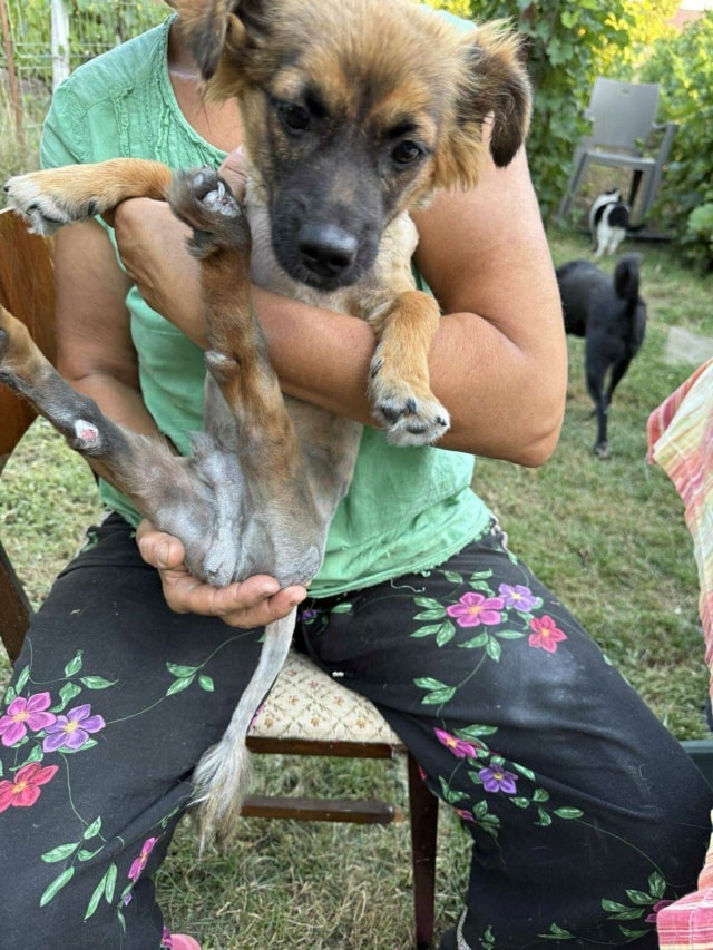 Billy, dog for adoption at Remember Me France