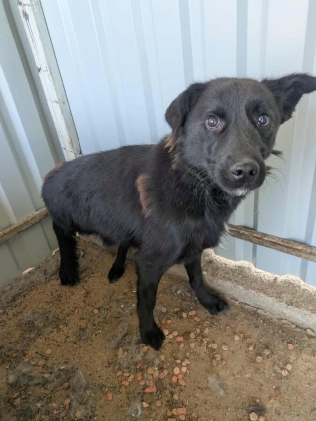 Blacky, dog for adoption at Remember Me France