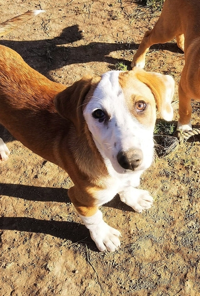 Photo de Blunote, à l'adoption