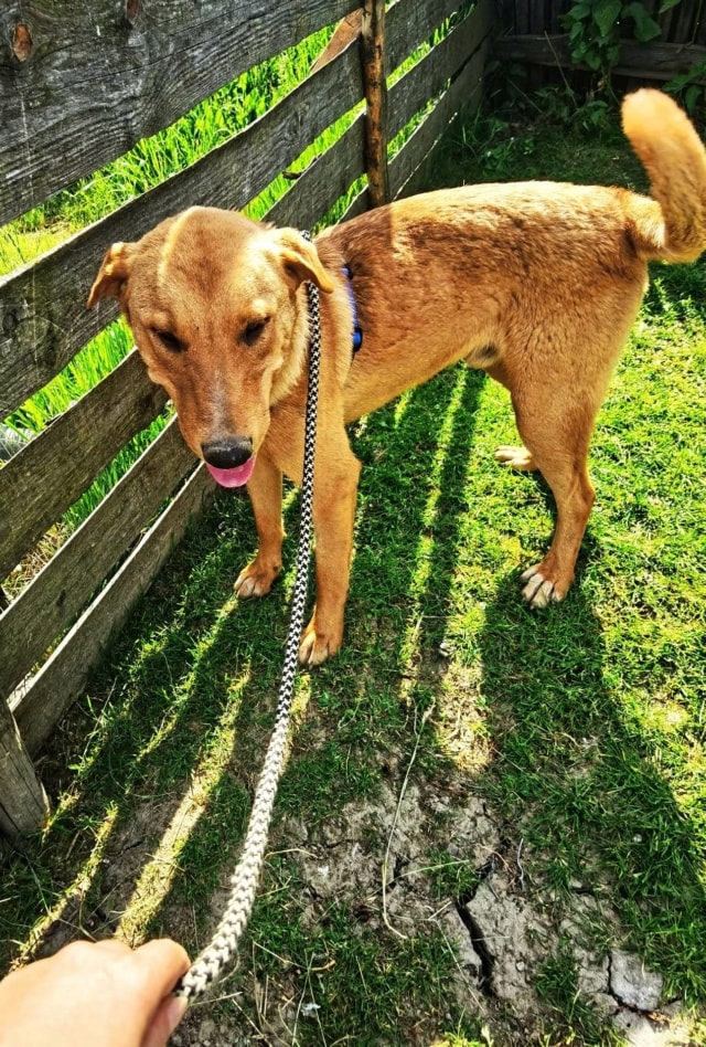 Photo de Brando, à l'adoption