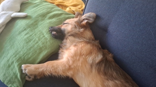 Buttercup, chien à l'adoption chez Remember Me France