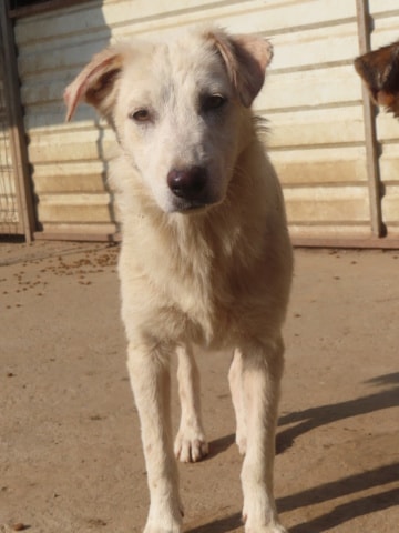Butterfly, dog for adoption at Remember Me France