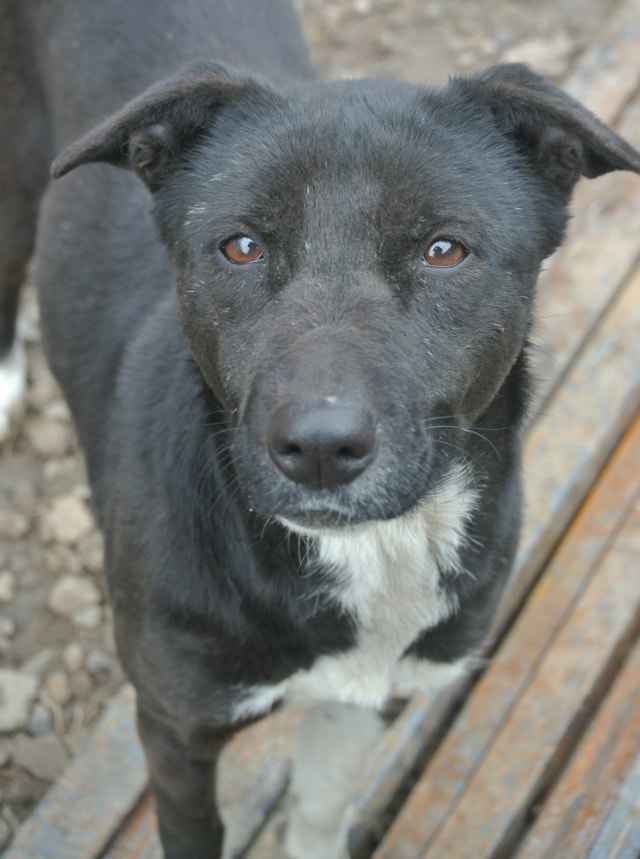 Caïpirinha, dog for adoption at Remember Me France