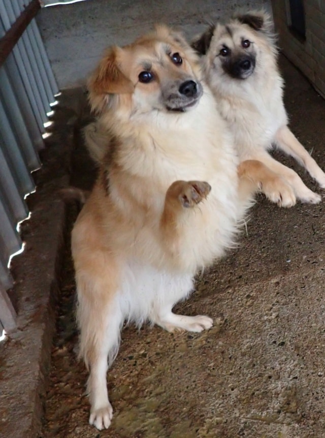 Calvin, dog for adoption at Remember Me France
