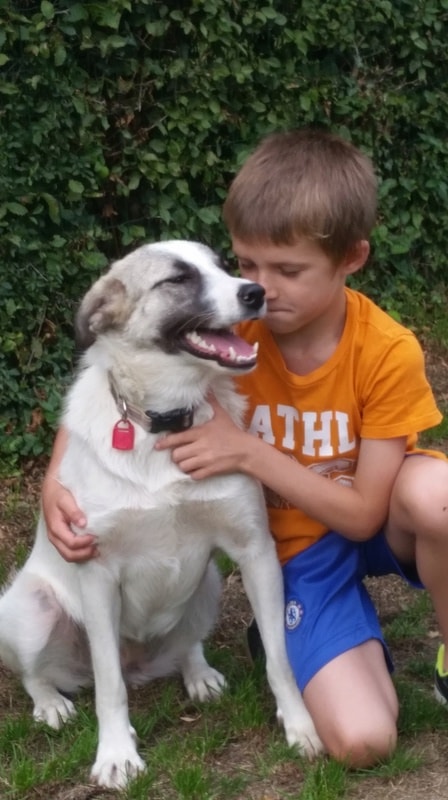 Caprice, dog for adoption at Remember Me France
