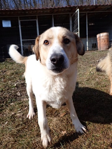 Carson, dog for adoption at Remember Me France