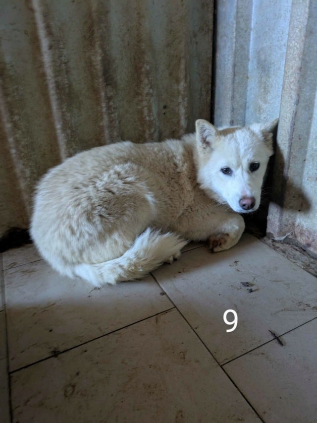 Celestia, dog for adoption at Remember Me France