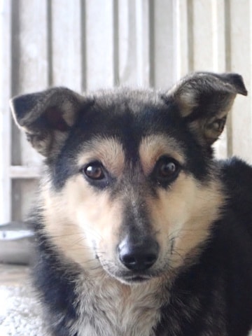 Cerruti, dog for adoption at Remember Me France