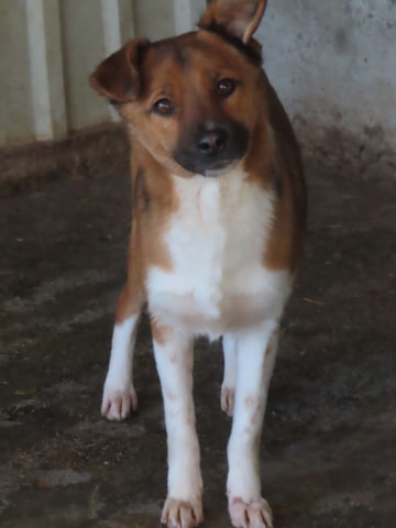 Photo de Chipiron, à l'adoption