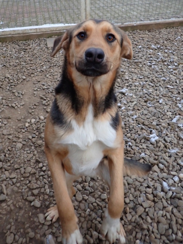 Chuan, dog for adoption at Remember Me France