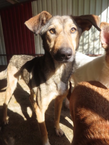 Ciacova, dog for adoption at Remember Me France