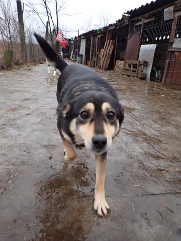 Cleopatra, dog for adoption at Remember Me France