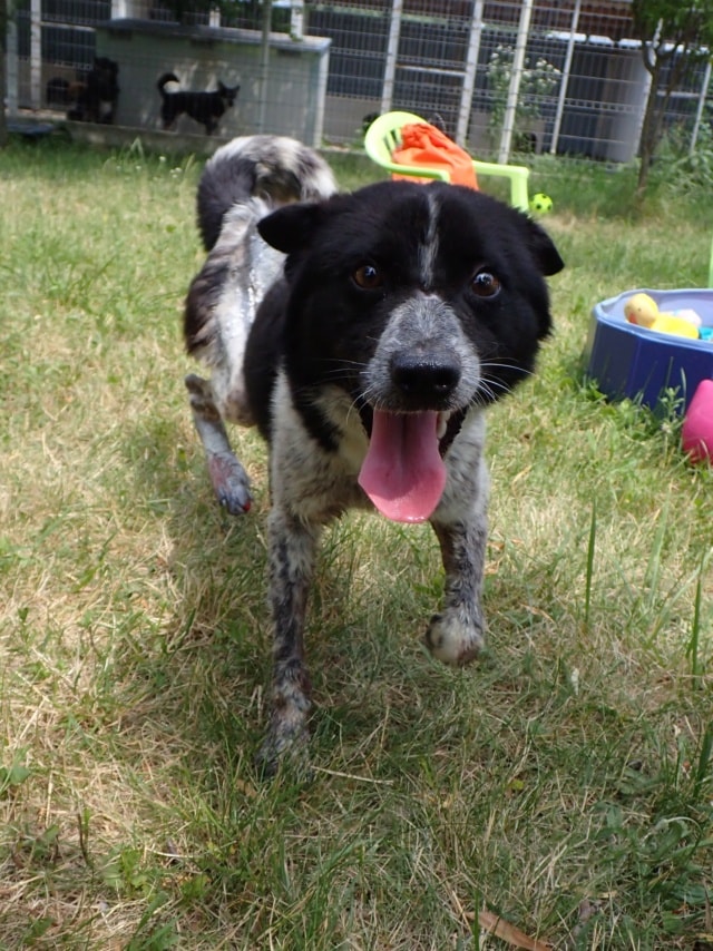 Cocky, dog for adoption at Remember Me France