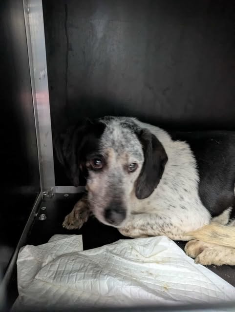 Copernica, dog for adoption at Remember Me France