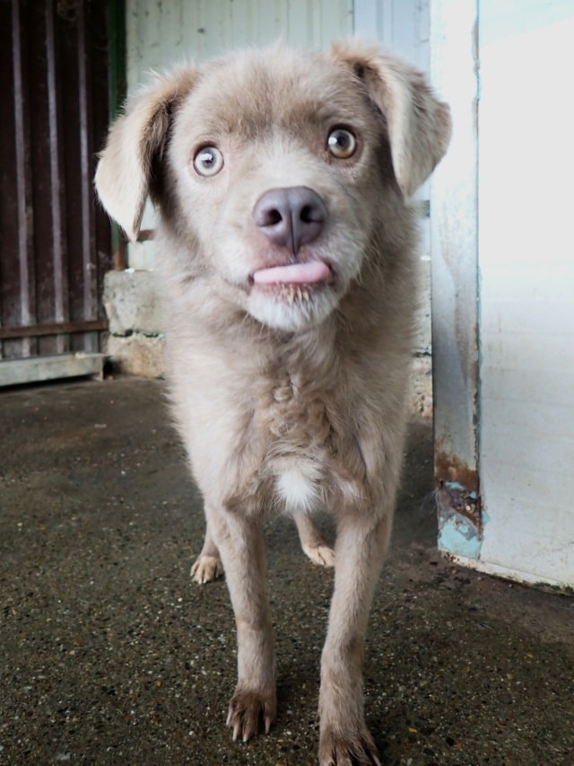 Cristesti, dog for adoption at Remember Me France