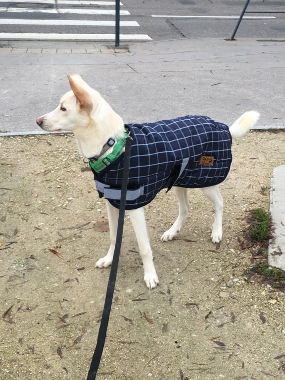 Crocket, dog for adoption at Remember Me France