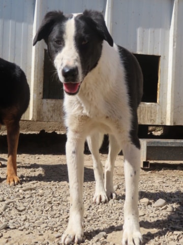 Daester, dog for adoption at Remember Me France