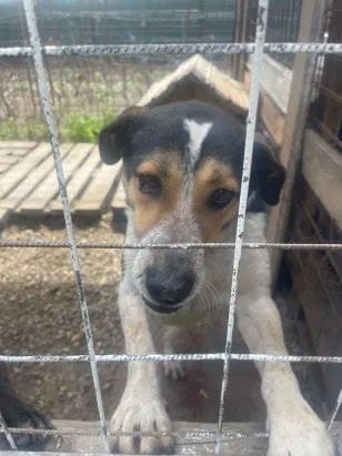 Darwin, dog for adoption at Remember Me France