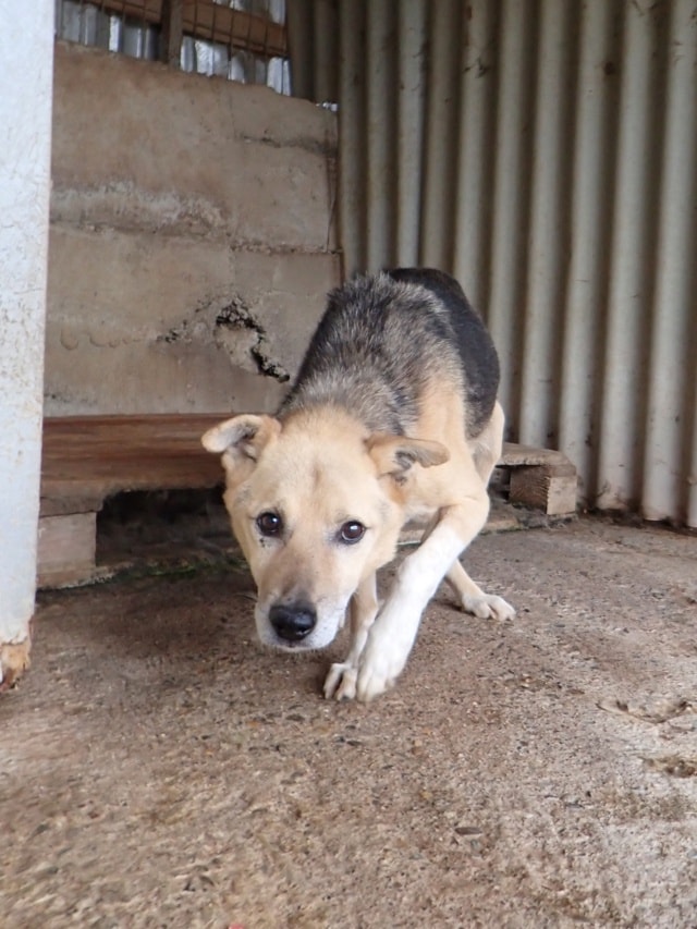 Debussy, dog for adoption at Remember Me France