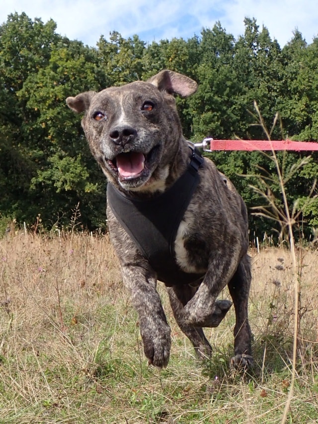 Deedjay, dog for adoption at Remember Me France