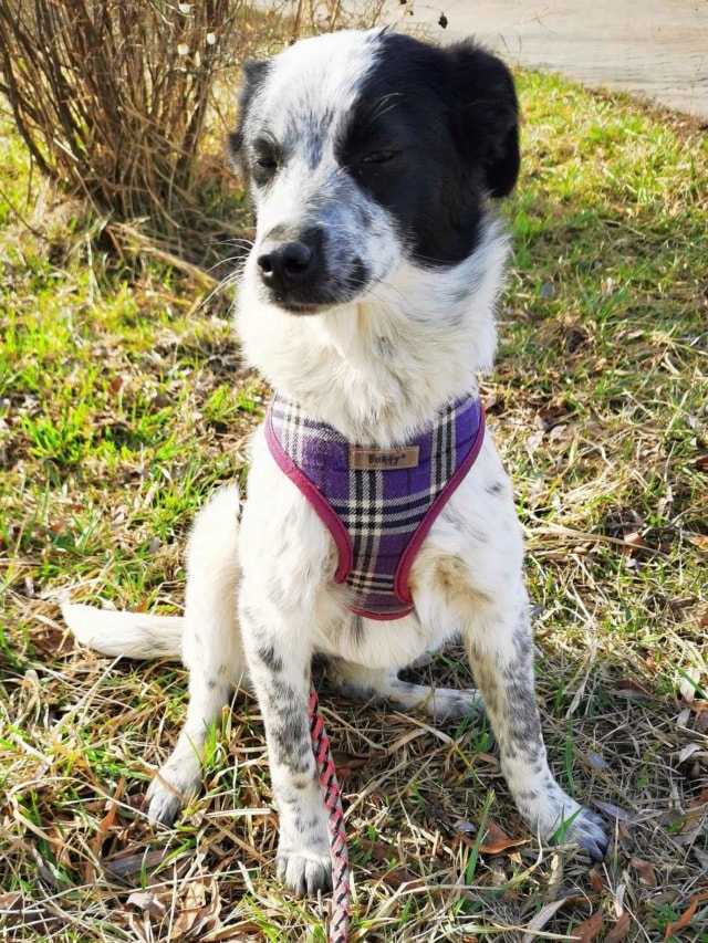 Deltyva, dog for adoption at Remember Me France