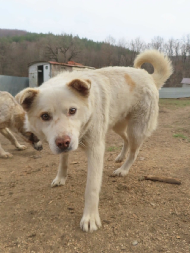 Drago, chien à l'adoption chez Remember Me France