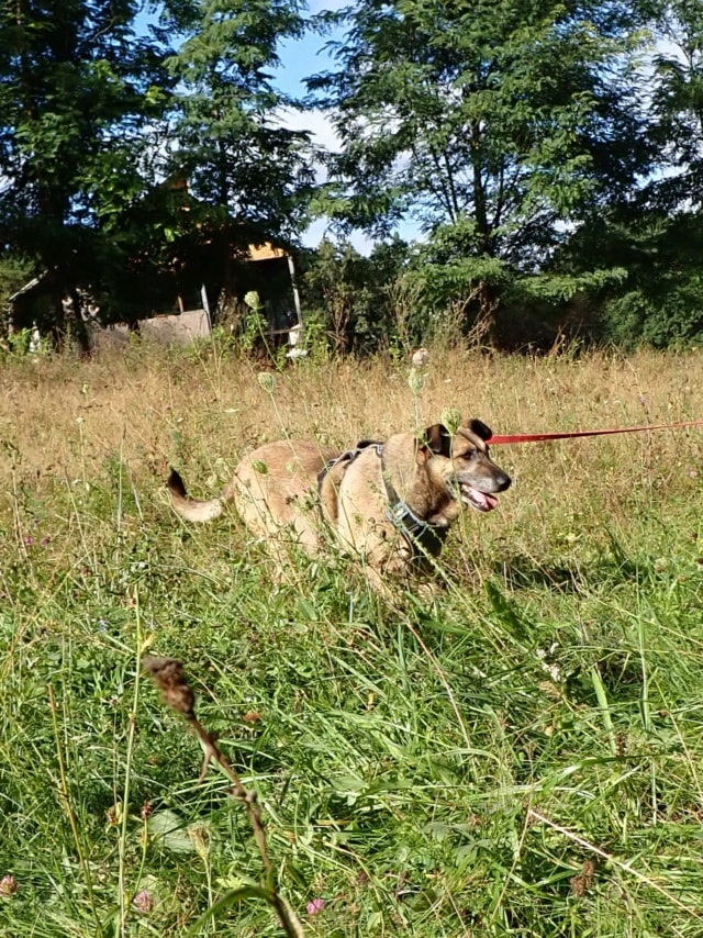 Earley, dog for adoption at Remember Me France